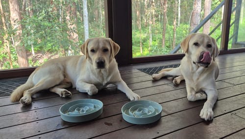 Customer photo review of Ceramic Slow Feeder Pet Bowl for Dogs and Cats