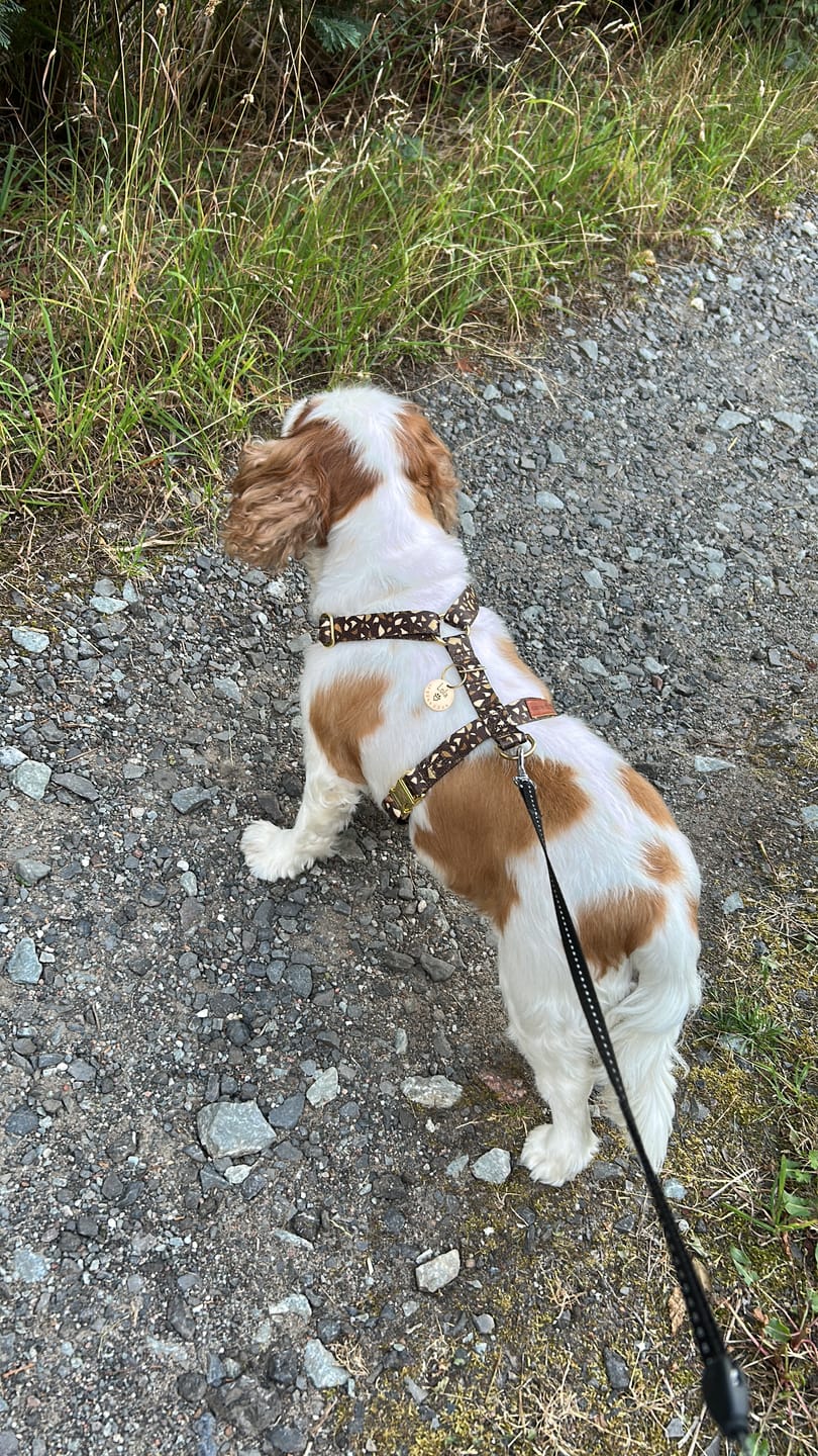 Customer photo review of Szelki guard "Brownie Terrazzo" - złote okucia