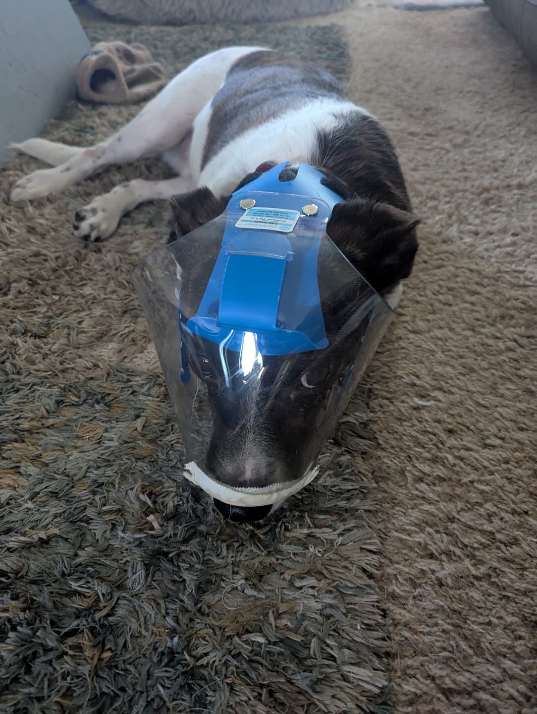 Customer photo review of OptiVizor - Regular Snout - Clear UV Tint