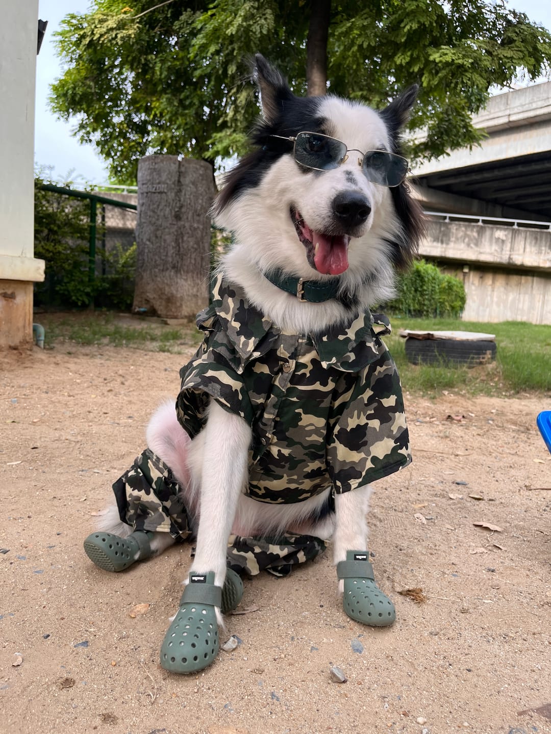Customer photo review of WagWellies® Mojave