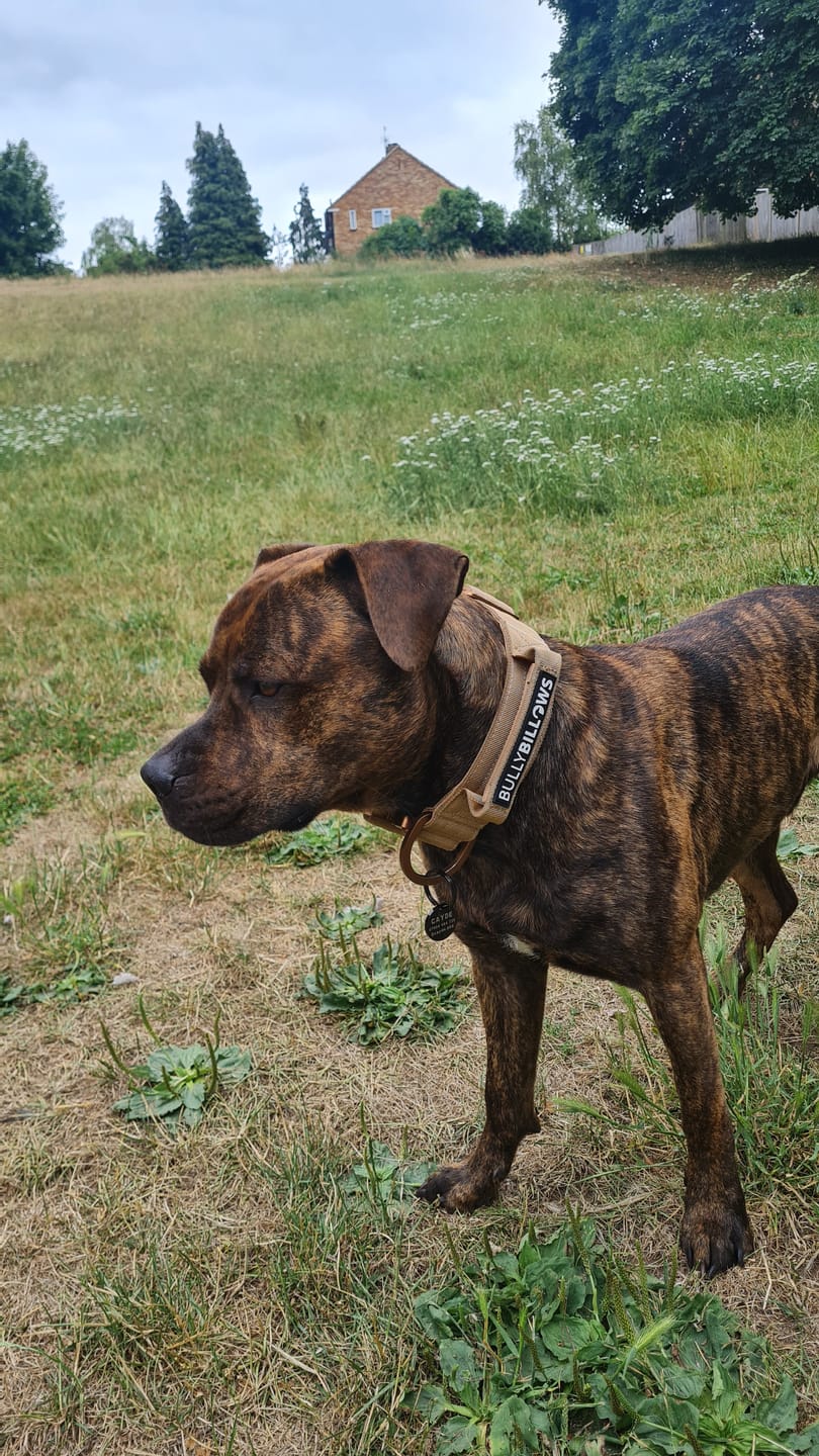 Customer photo review of Dog ID Tag - Black (With Gift Box)