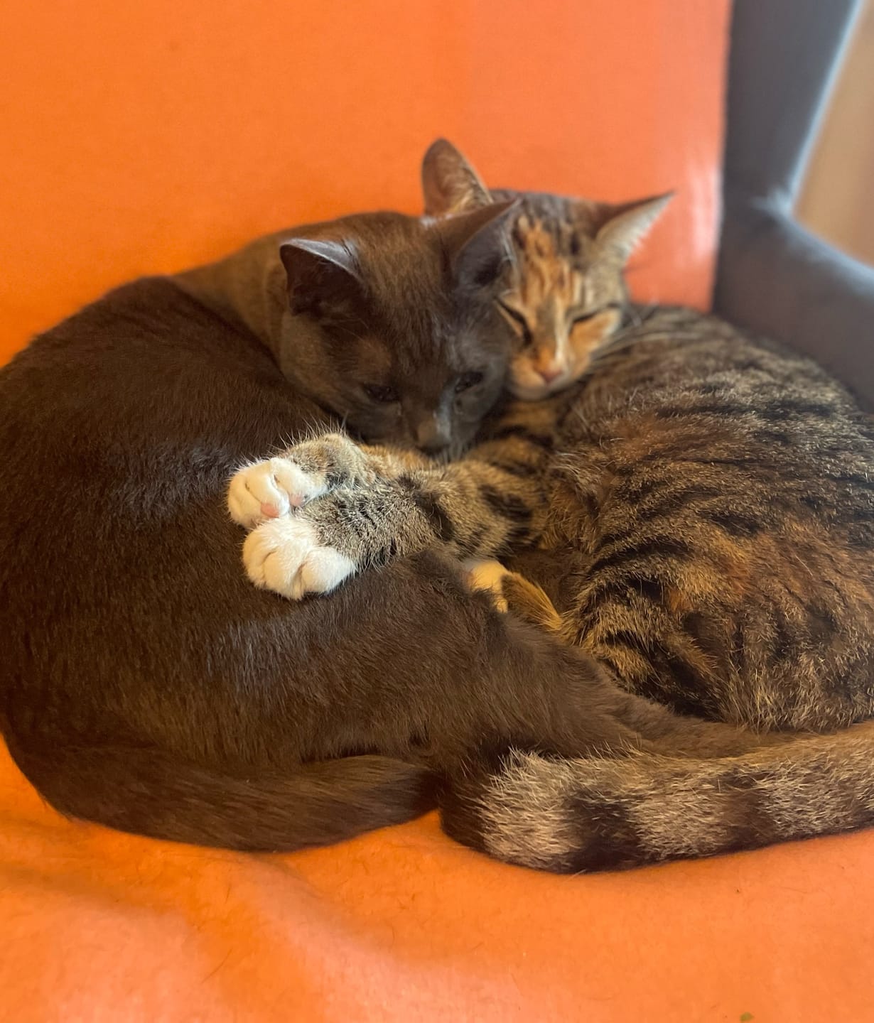Customer photo review of Katzen Gesundheits Ratgeber von Majescats