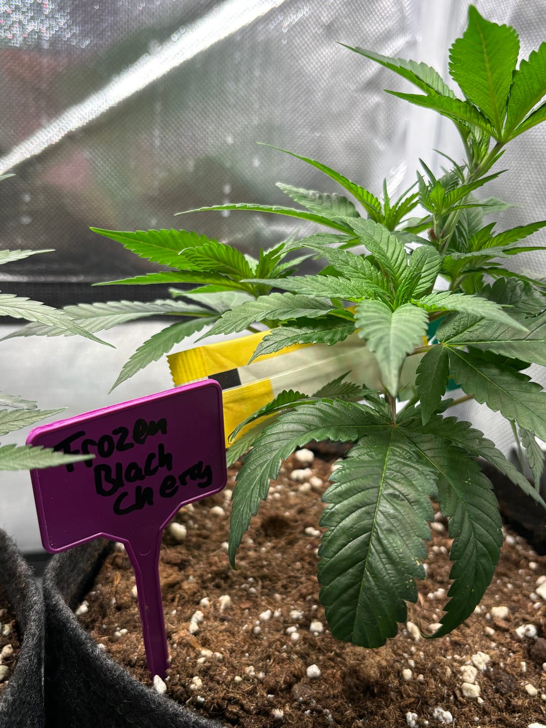 Customer photo review of Hanfstecklinge | Frozen Black Cherry
