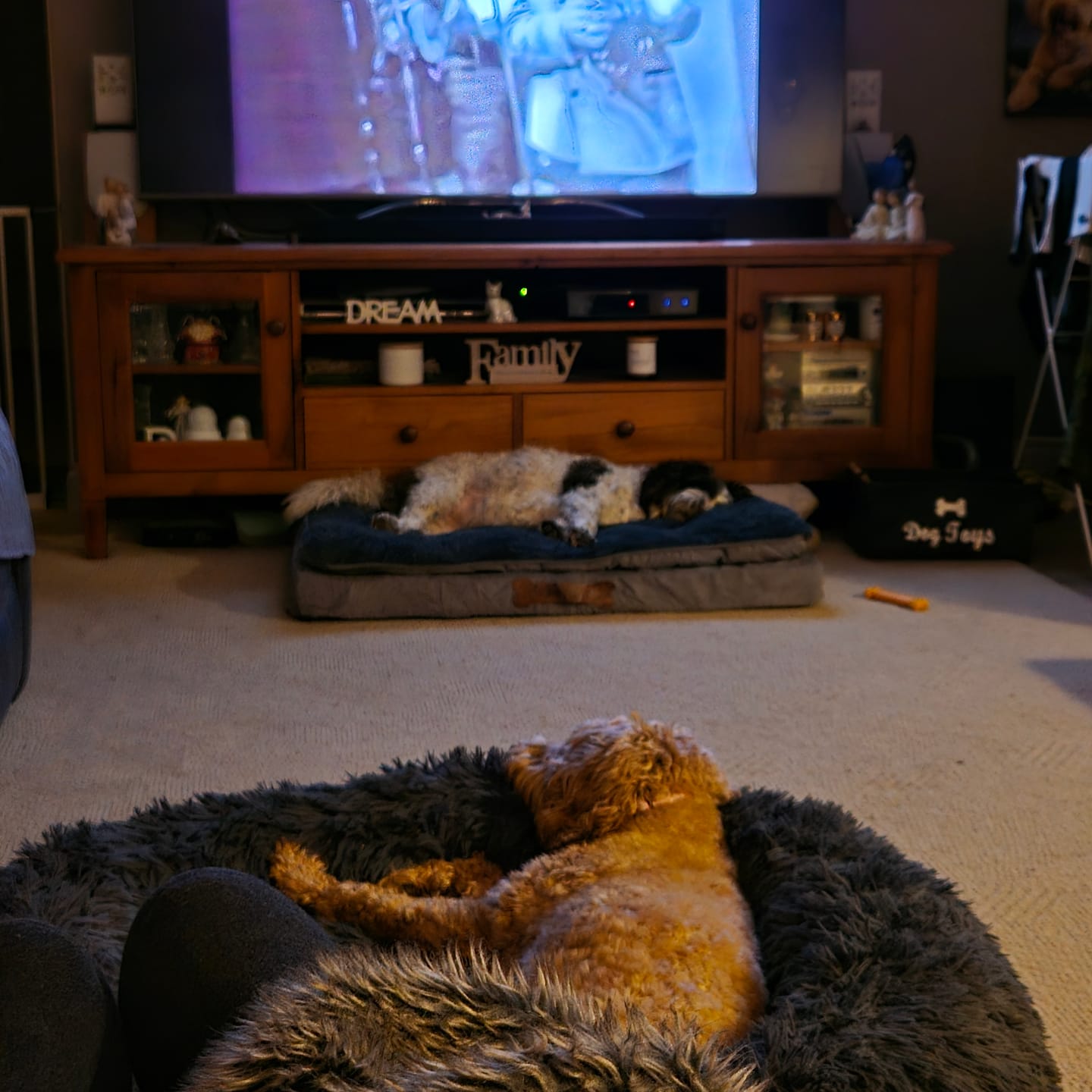 Customer photo review of Pawz Dog Memory Foam Mattress