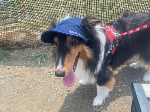 Customer photo review of FunFunPet 高機能ハーネス（お名前タグ作成サービス付き）