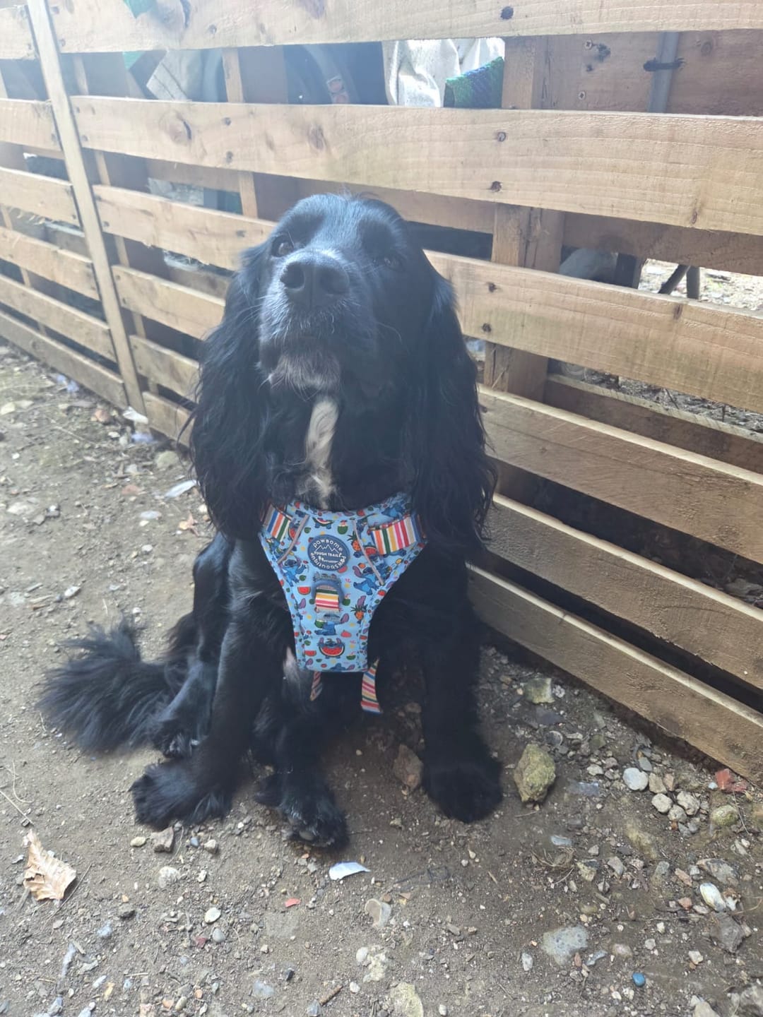 Customer photo review of Disney© Tough Trails™ Harness - Stitch's Fruit Fiesta