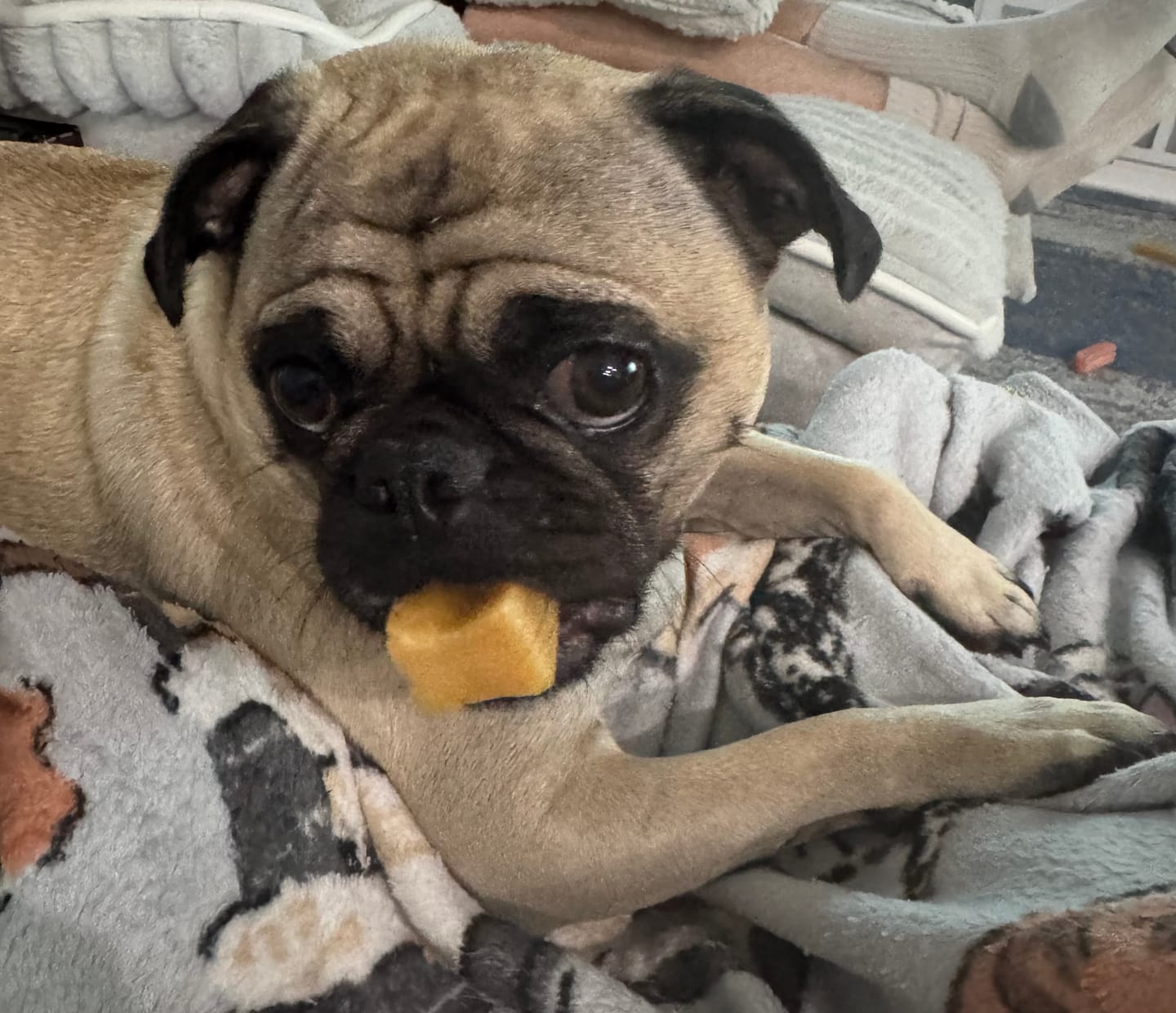 Customer photo review of Coconut Yak Chews