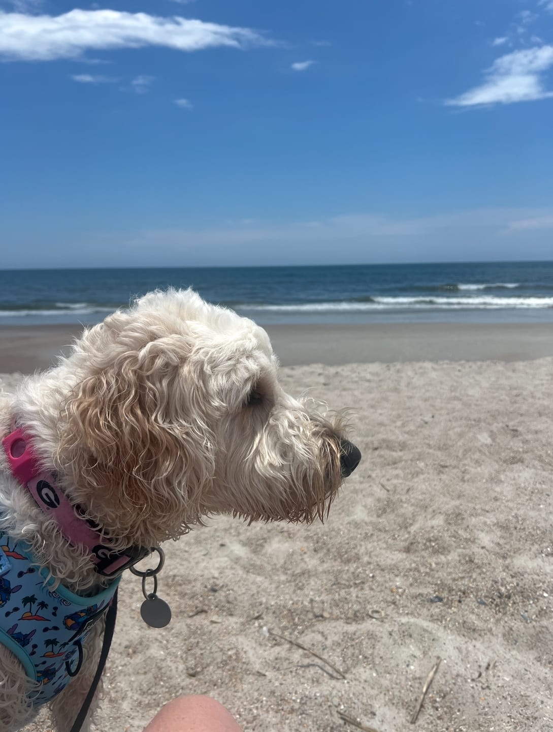 Customer photo review of FurLife™ - Flea & Tick Defense Chews for Dogs