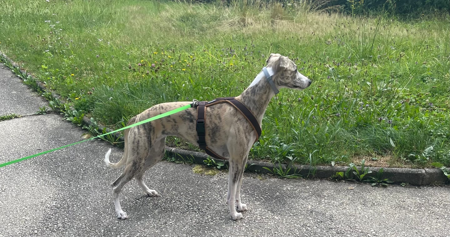 Customer photo review of Windhundgeschirr FUN "Toffee"