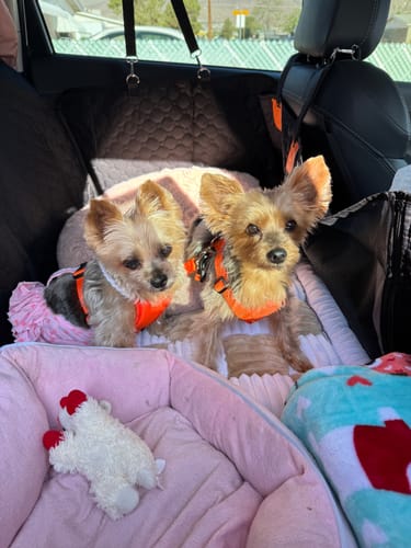 Customer photo review of RuffRover 2.0™ - Hard Bottom Dog Car Seat Protector + (FREE Dog Bed)