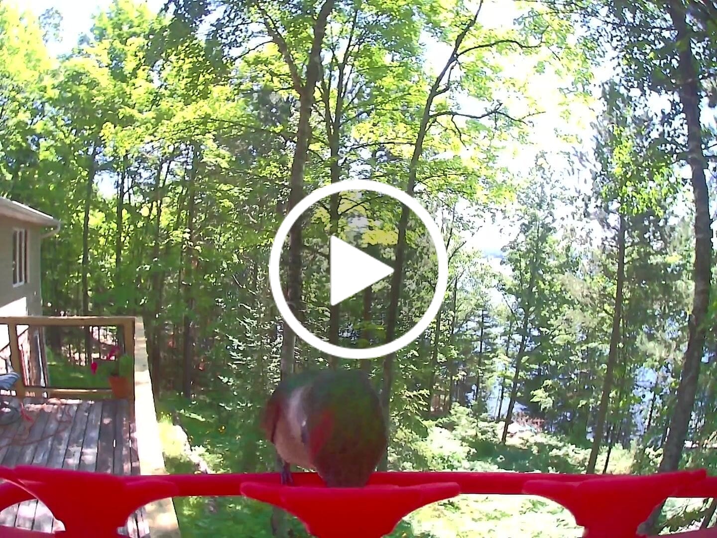 Customer video review of Birdfy Hum Feeder Duo - Hummingbird Feeder with Dual Camera