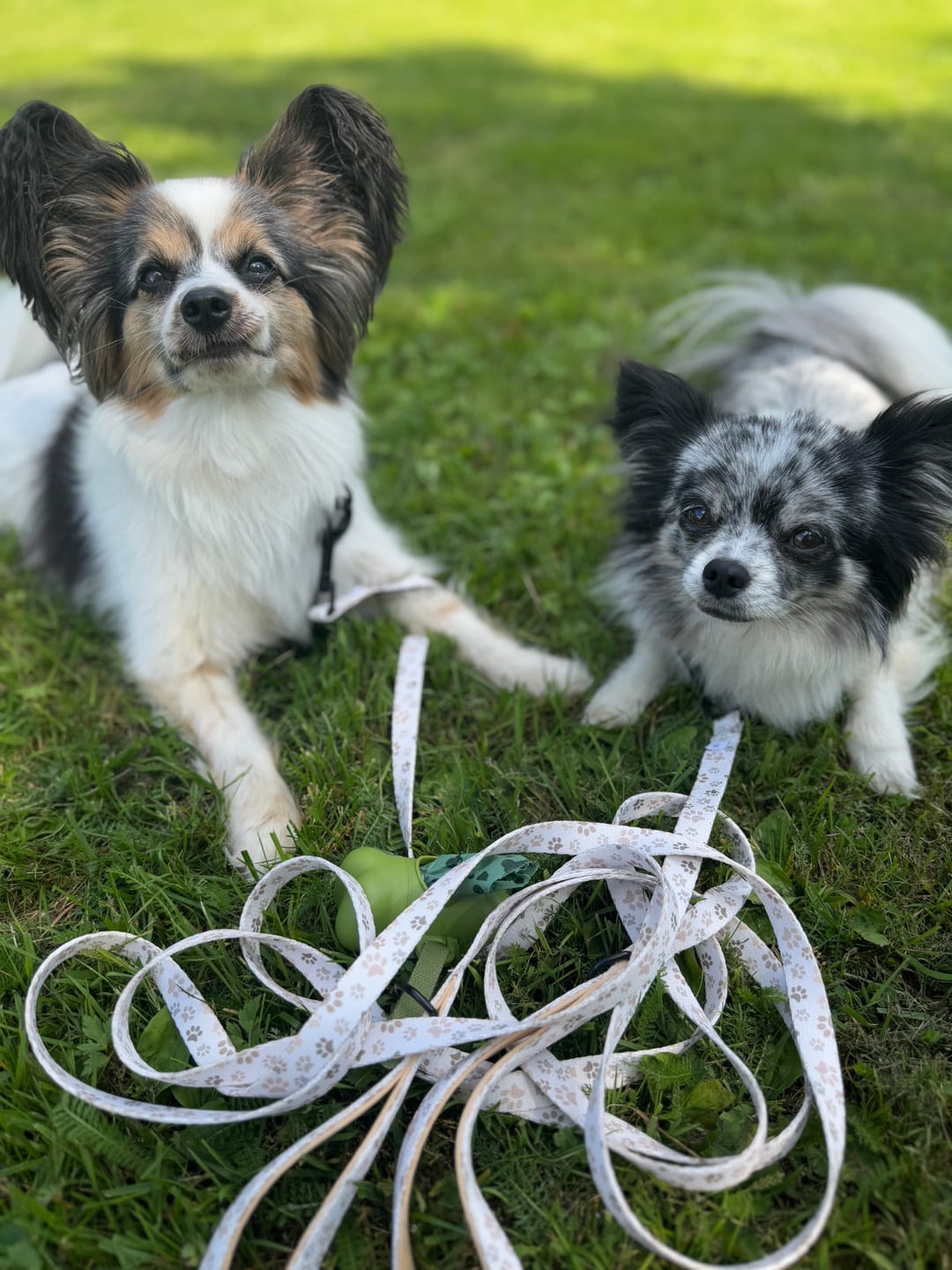 Customer photo review of Koppel - Paws in Love