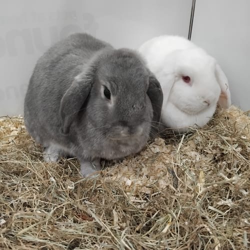 Customer photo review of Premium Cold Pressed Rabbit Pellets