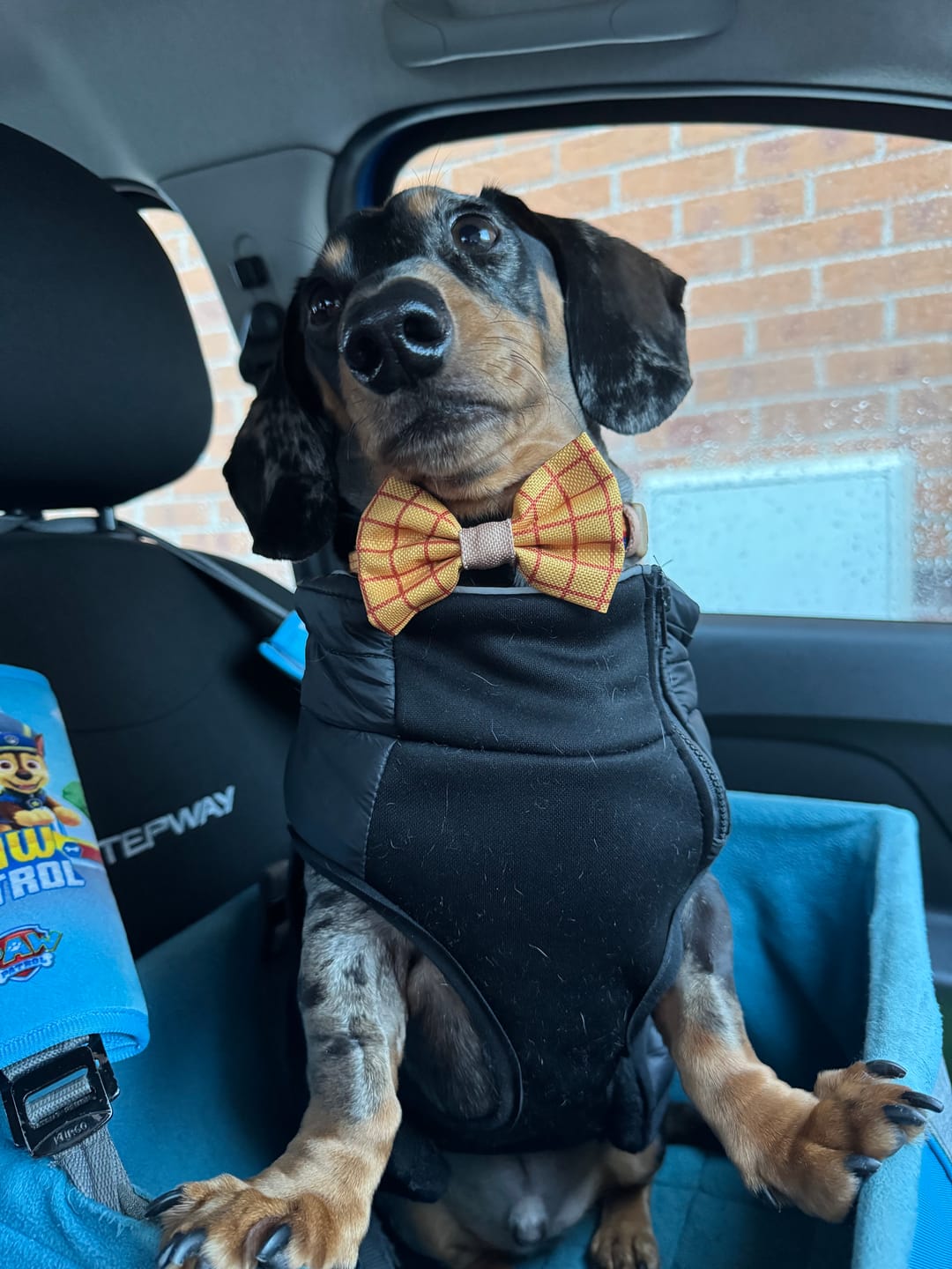 Customer photo review of Disney© Collar - Woody