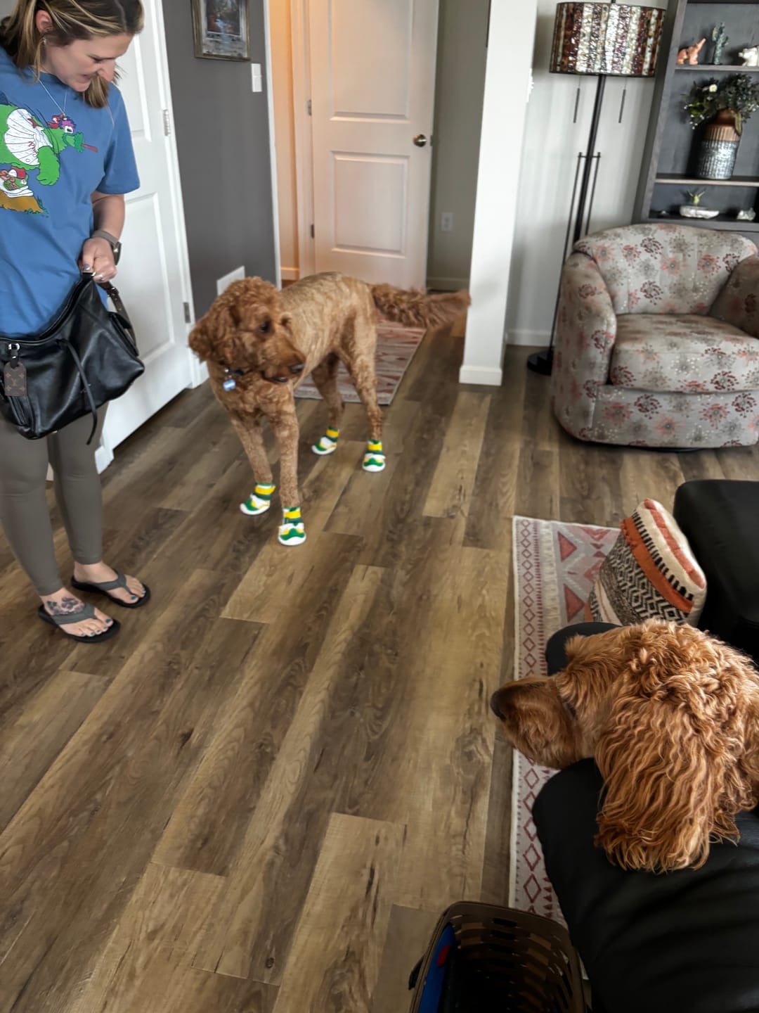 Customer photo review of Hot Pavement Pawtector Dog Shoes