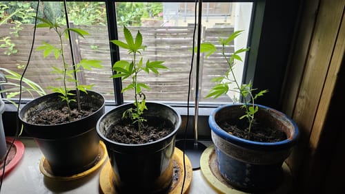 Customer photo review of Einsteiger Set Stecklinge