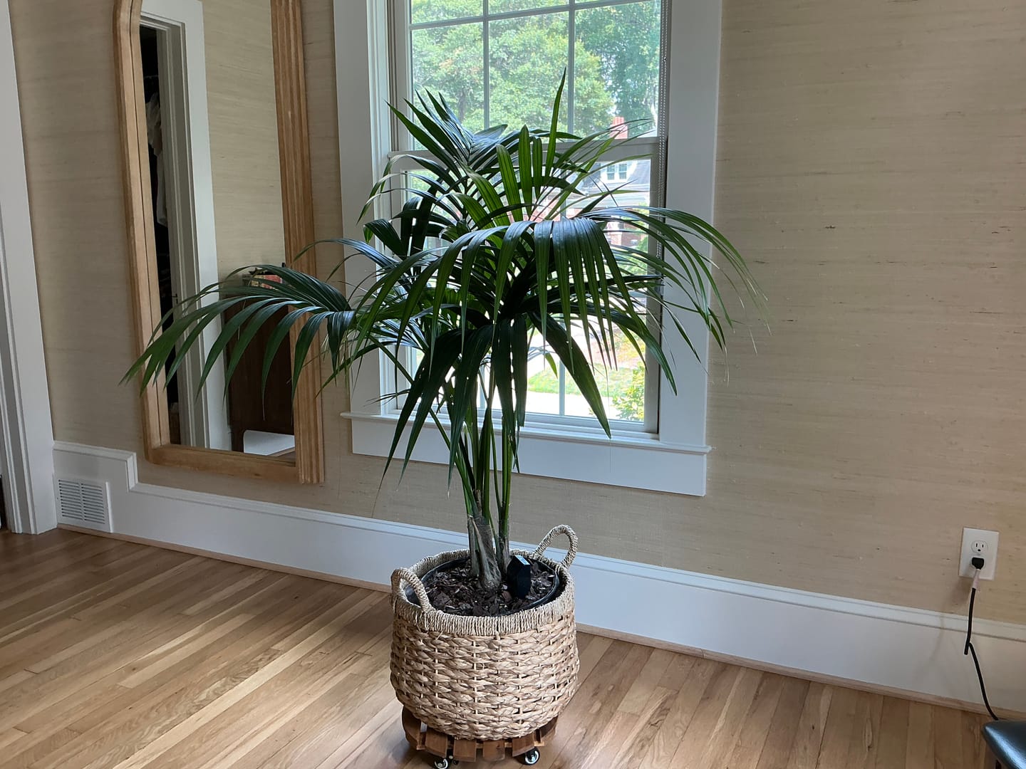 Customer photo review of Kentia Palm, Howea Forsteriana, Exotic and Rare