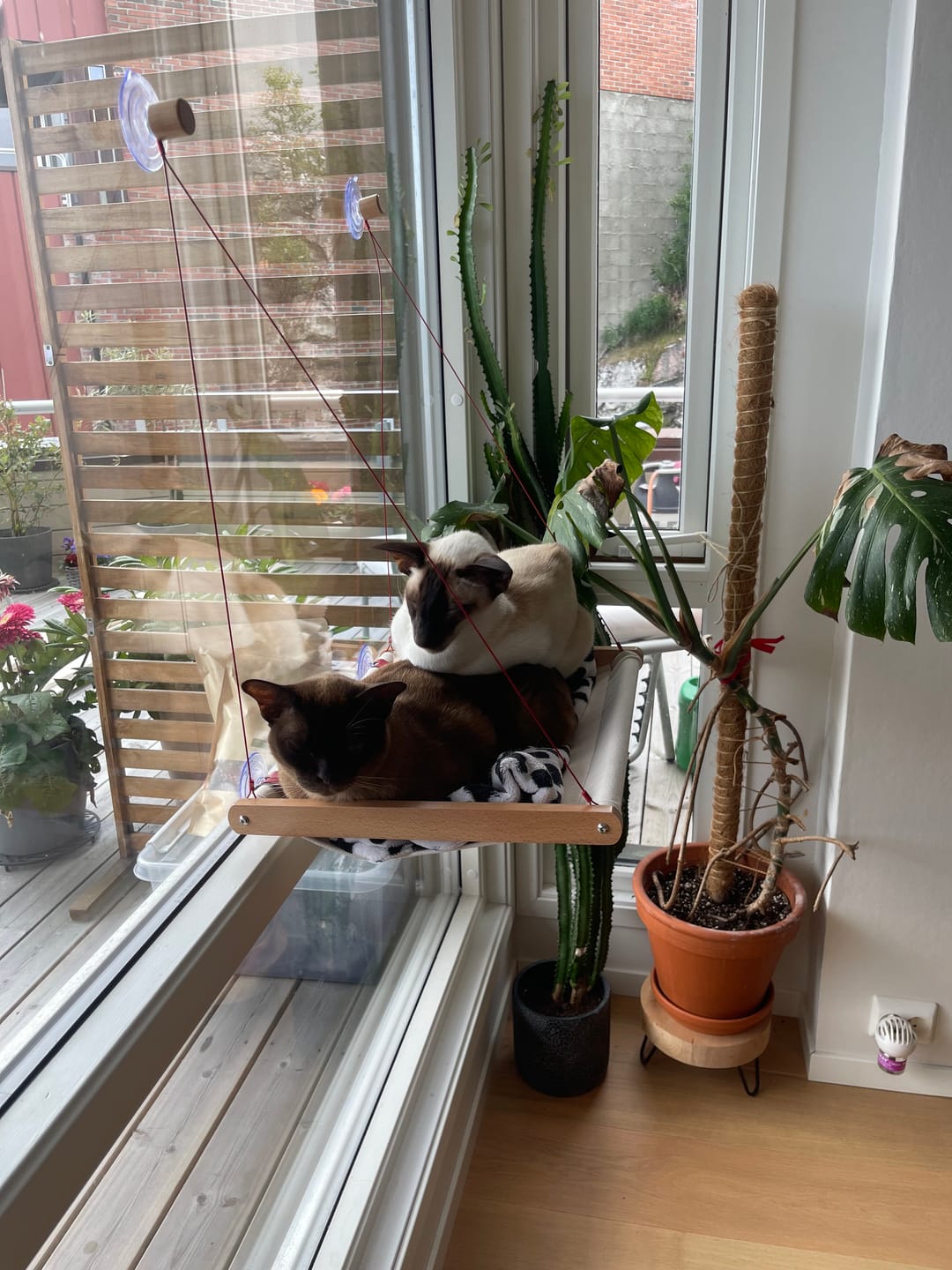 Customer photo review of Cat Hammock katteseng