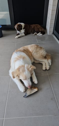 Customer photo review of Shark Tail & Fin