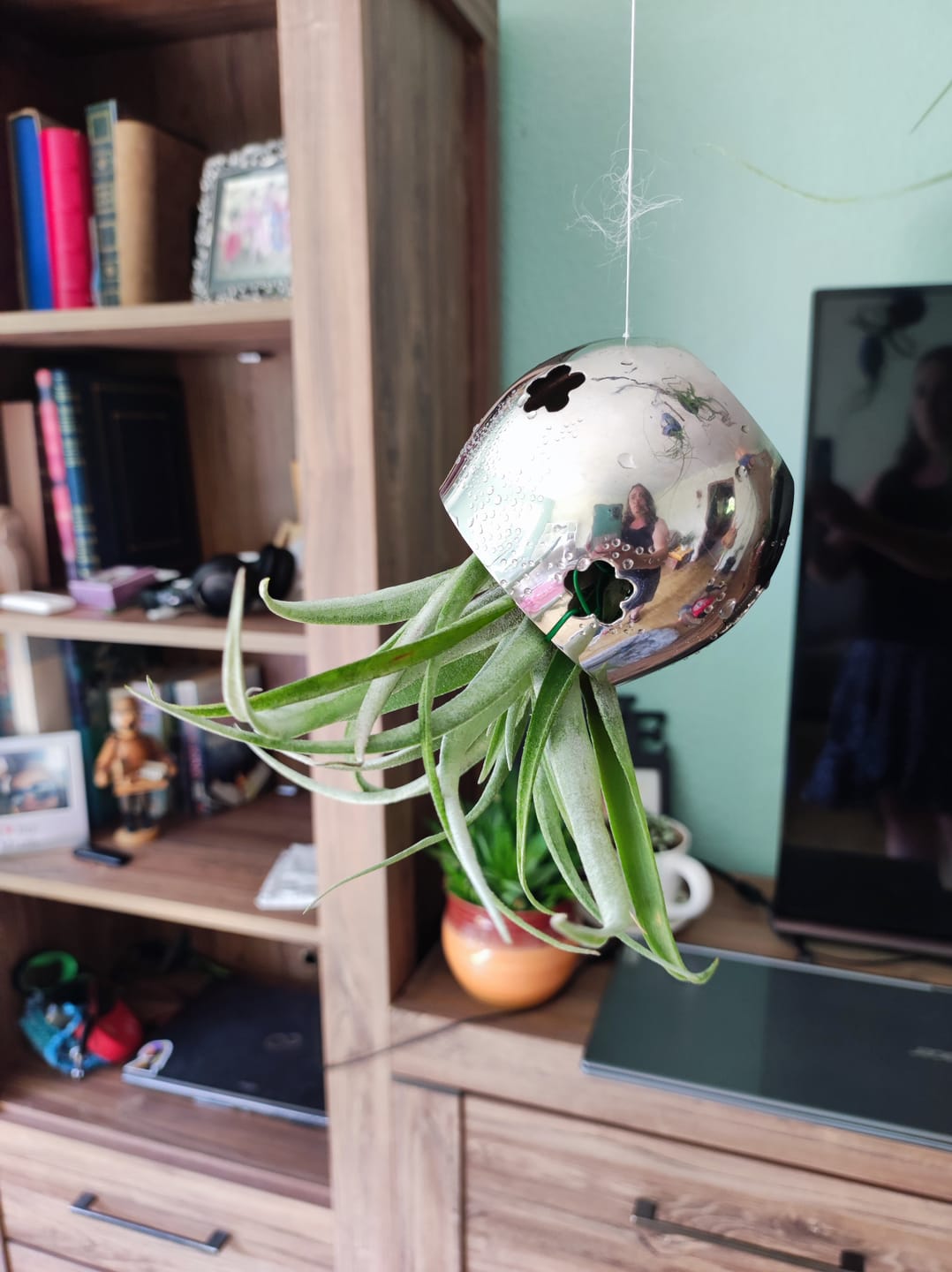 Customer photo review of Tillandsia capitata var. peach