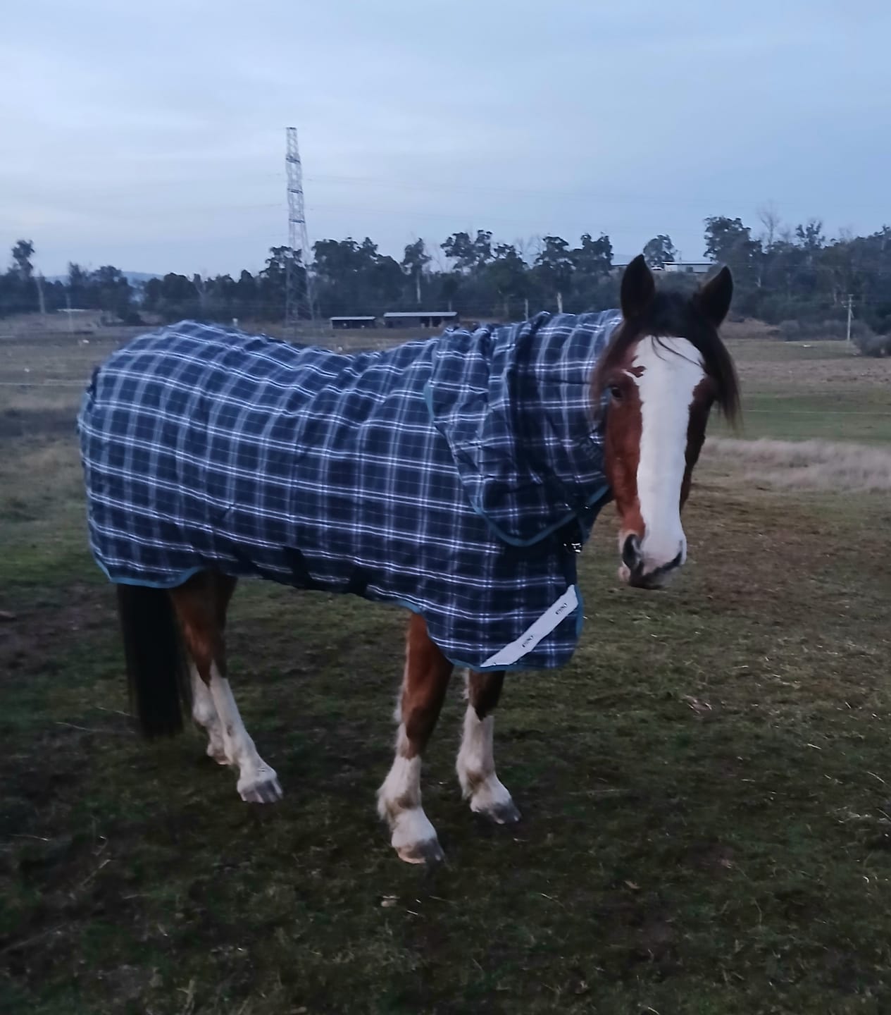 Customer photo review of Rhino Plus Turnout 250g