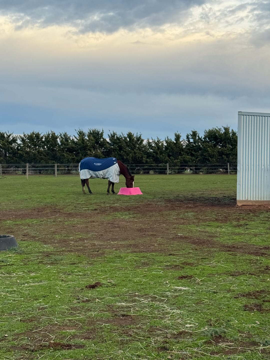 Customer photo review of Rambo Autumn Series Turnout