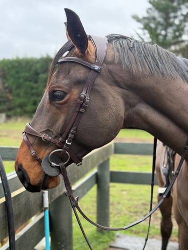 Customer photo review of PSOS HvE Bridle By PS Of Sweden