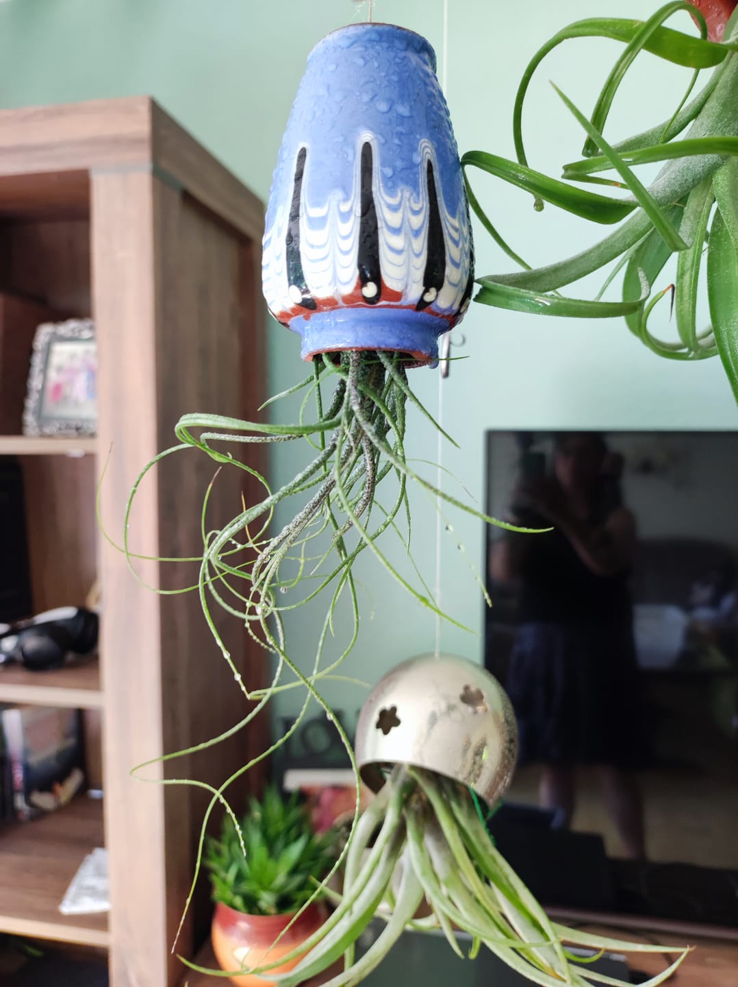 Customer photo review of Tillandsia butzii