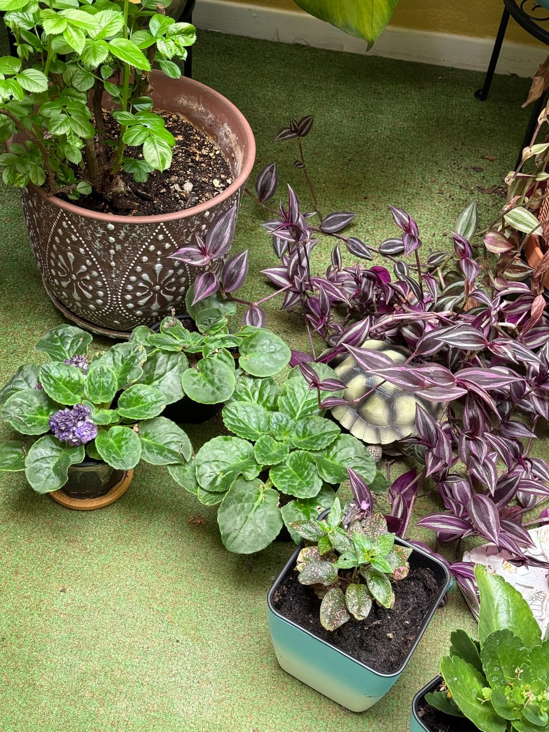 Customer photo review of African Violet in 4" Grow Pot Set - Indoor Flower Plant - Plant Lover Gift - White, Pink, Violet Live Flower Plant - Blooms All Year Round