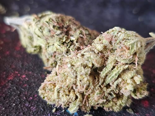 Customer photo review of Candy Gas THCA Flower