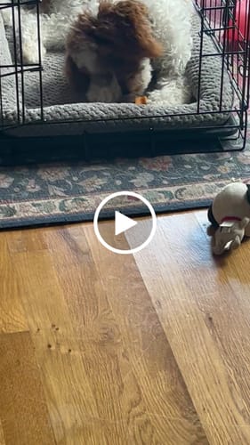 Customer video review of Pumpkin Yak Chews