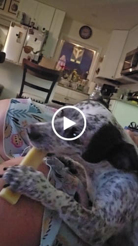 Customer video review of Banana Yak Chews