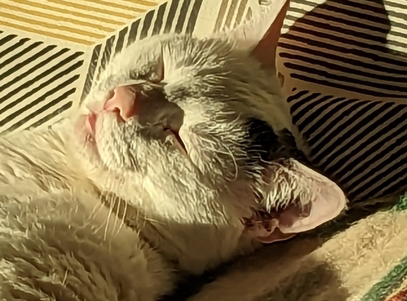 Customer photo review of Katzen Gesundheits Ratgeber von Majescats