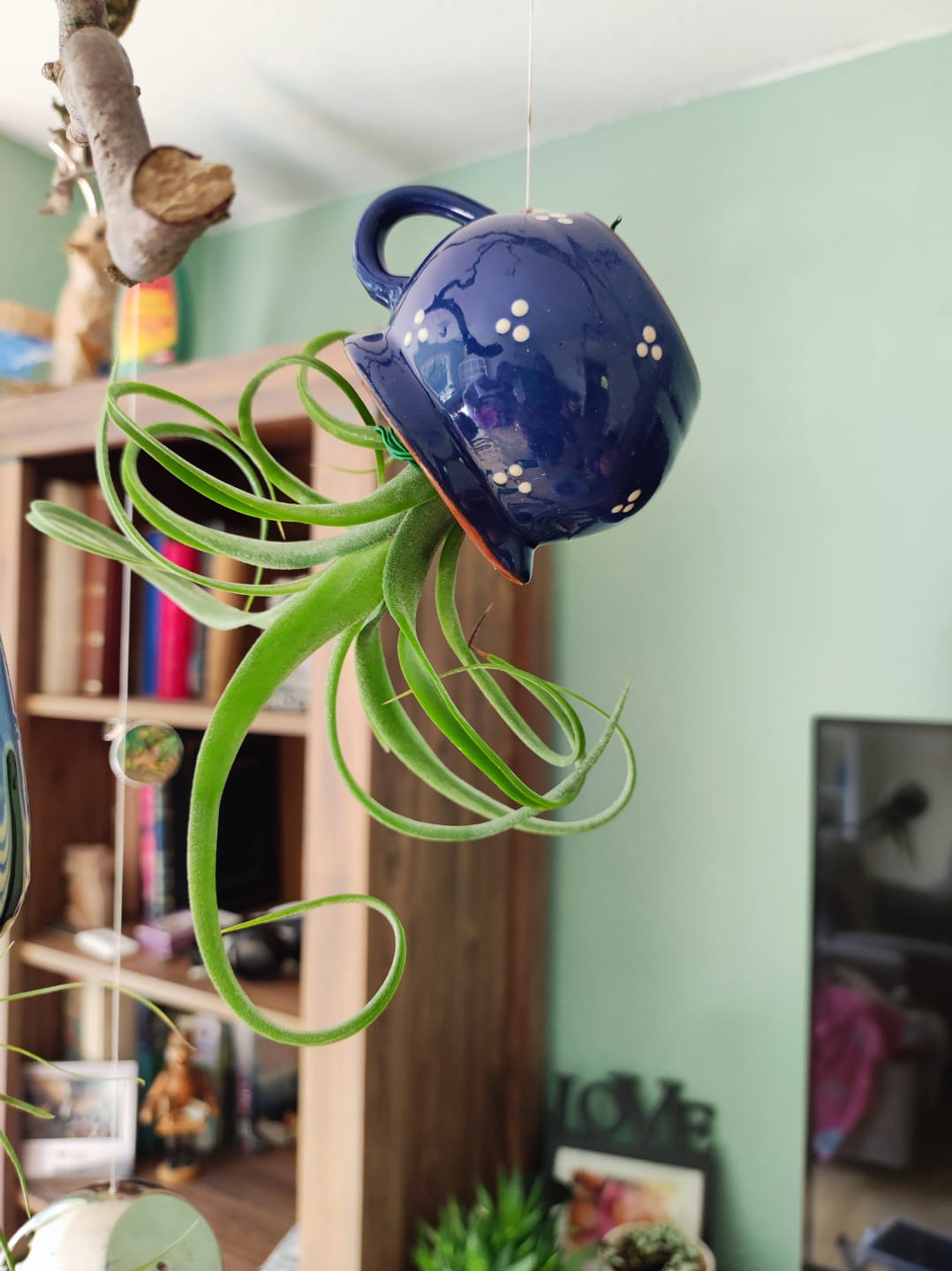 Customer photo review of Tillandsia "Curly Slim" - intermedia x streptohphylla