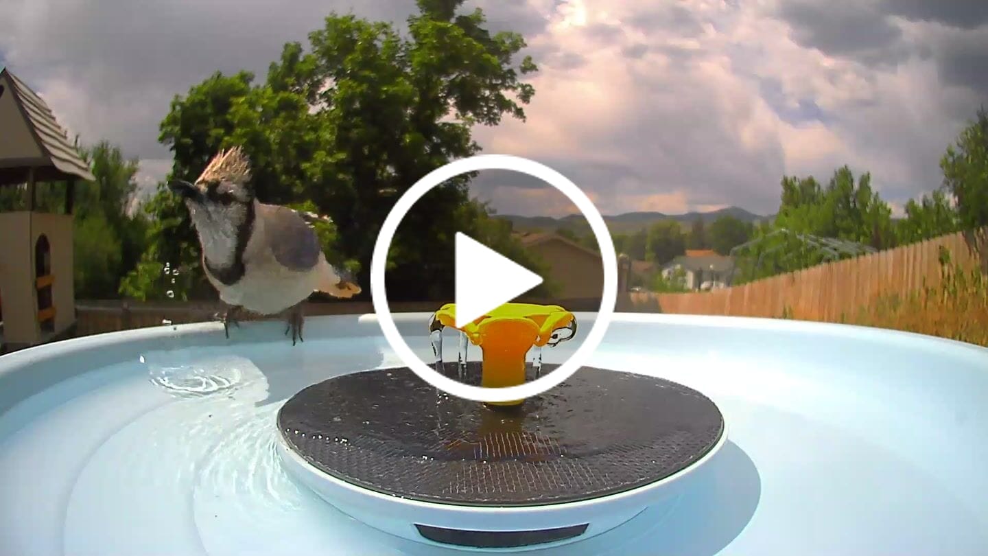 Customer video review of Birdfy Bath Pro - Smart Bird Bath with Camera