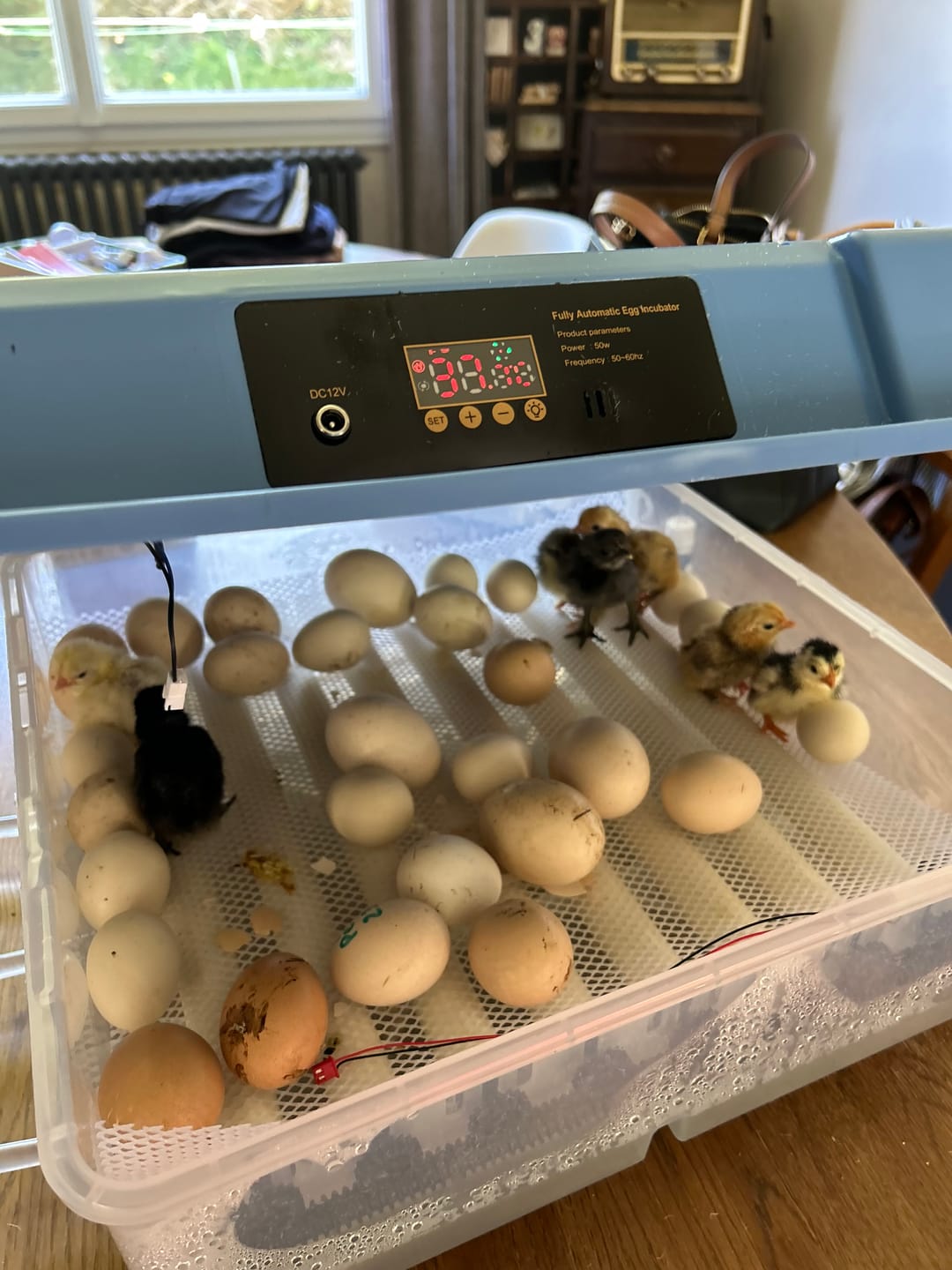 Customer photo review of Couveuse Automatique Professionnelle Poulailler