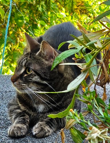 Customer photo review of Naturreines Katzenstreu