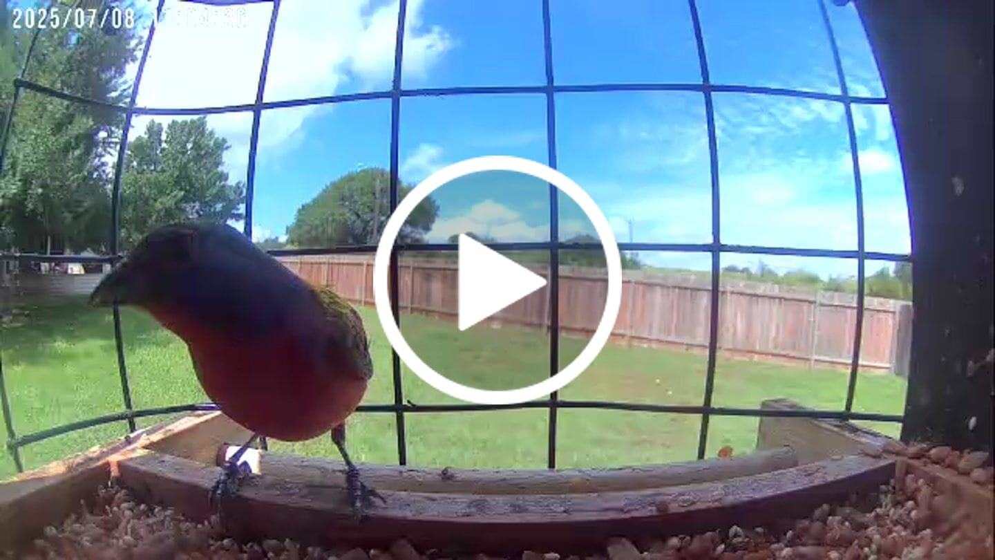 Customer video review of Birdfy Feeder Metal - Smart Metal Feeder with Camera
