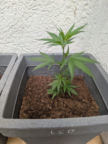 Customer photo review of Einsteiger Set Stecklinge