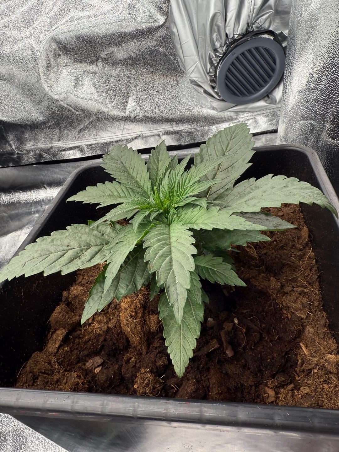 Customer photo review of Gelato F1 Cali Weed THC Samen – 50 Tage von Keimung bis Ernte – Autoflower – Die schnellsten Cannabis Samen der Welt