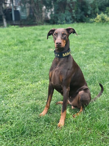 Customer photo review of Hundhalsband med namn