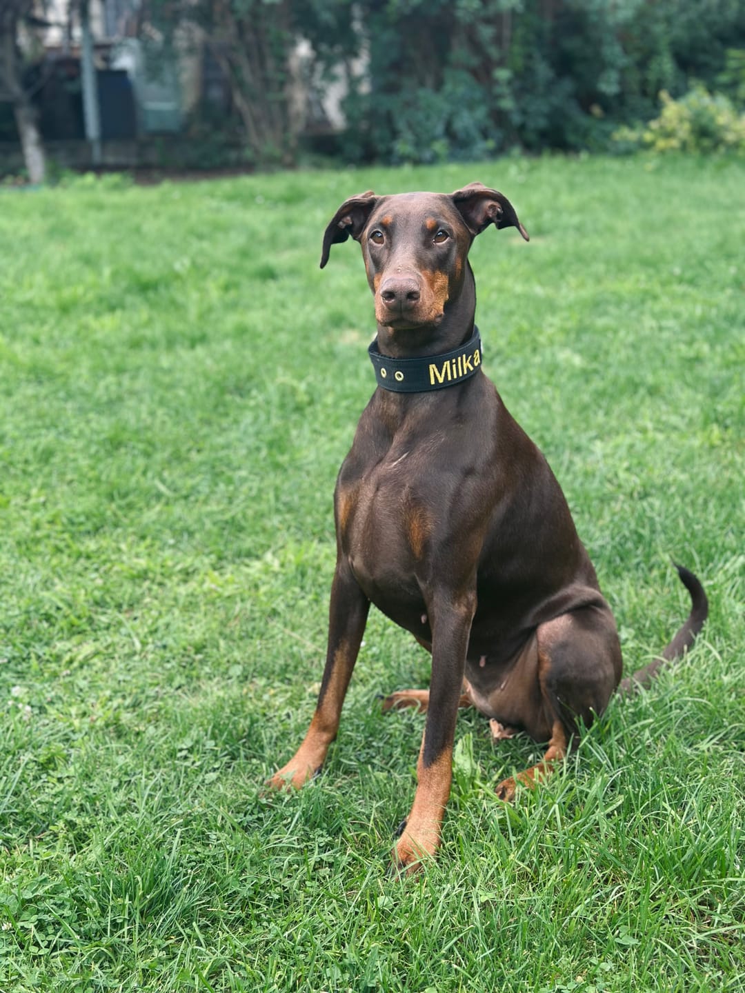 Customer photo review of Hundhalsband med namn