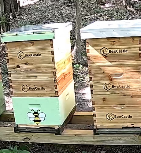 Customer photo review of BeeCastle Hives 10 Frame Wax Dipped Complete Beehive Kit:2 Designed Deep Bee Boxes and 1 Super Medium Box,Includes Premium Wooden Frames and Beeswax-Plastic Foundation