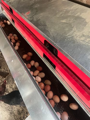 Customer photo review of X-Large (72") Reversible Rollout Nest Box (Up to 75 Hens)
