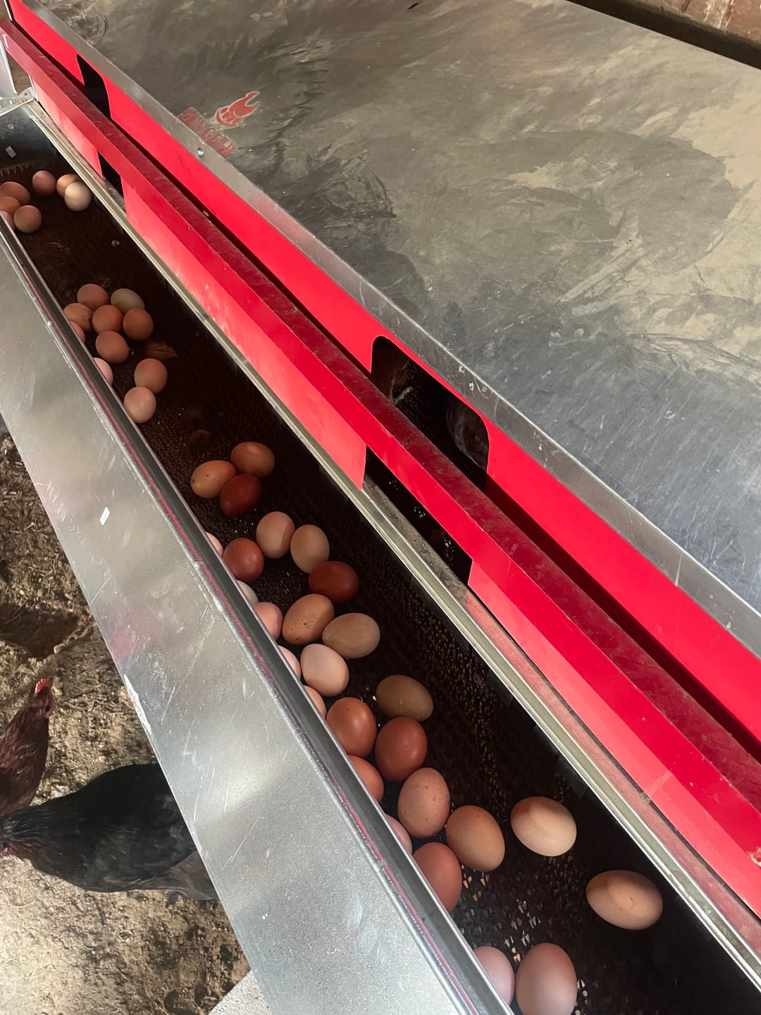 Customer photo review of X-Large (72") Reversible Rollout Nest Box (Up to 75 Hens)