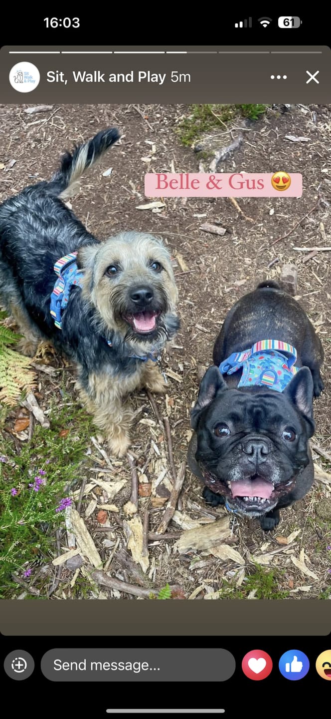 Customer photo review of Disney© Tough Trails™ Harness - Stitch's Fruit Fiesta