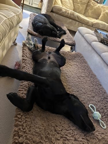 Mrs H. review of HiK9 Bed with Chocolate Mesh Cover image 1 out of 1