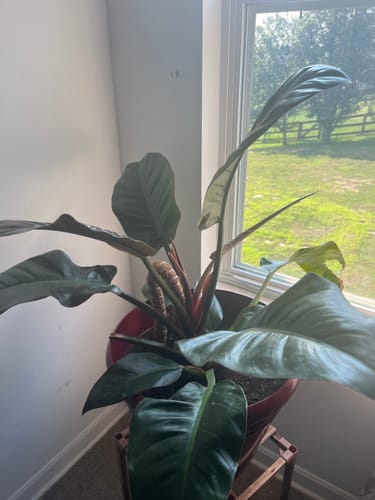 Customer photo review of Houseplant Pest Spray