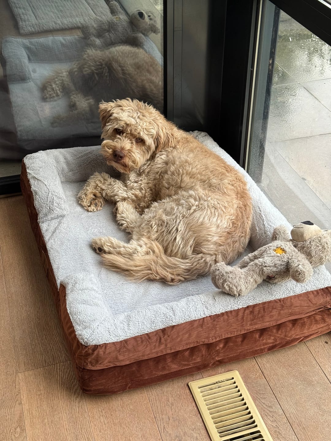 Customer photo review of Pet Perfect Orthopedische Hondenmand