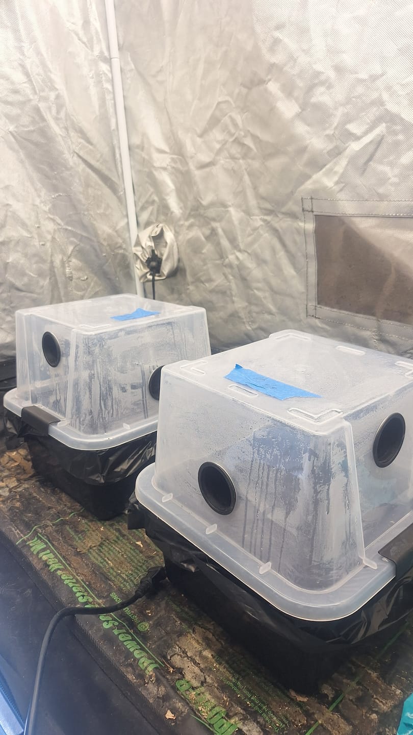 Customer photo review of 'Mark 1' Small Mushroom Monotub Package